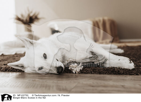 Berger Blanc Suisse in the flat / NP-02750