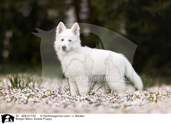 Weier Schweizer Schferhund Welpe / Berger Blanc Suisse Puppy / JEB-01740
