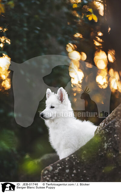 Berger Blanc Suisse Puppy / JEB-01746