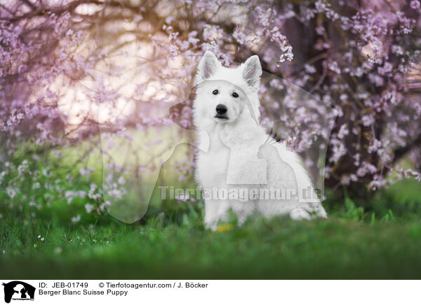 Berger Blanc Suisse Puppy / JEB-01749