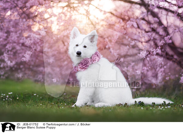 Berger Blanc Suisse Puppy / JEB-01752