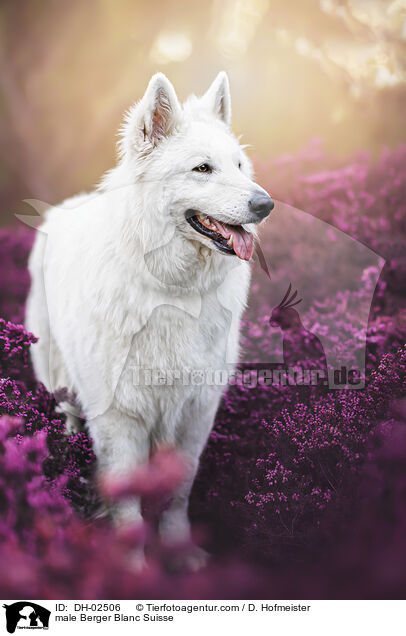 male Berger Blanc Suisse / DH-02506
