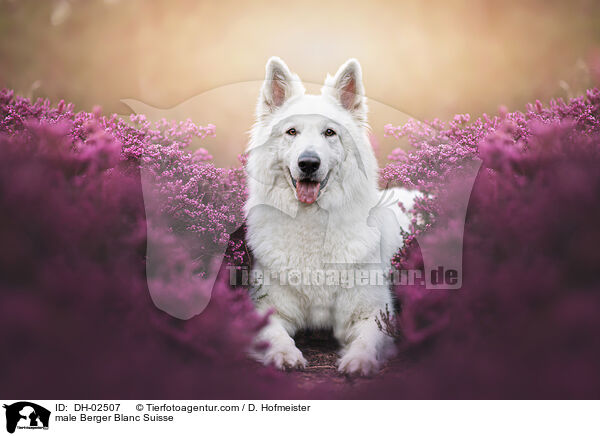 male Berger Blanc Suisse / DH-02507