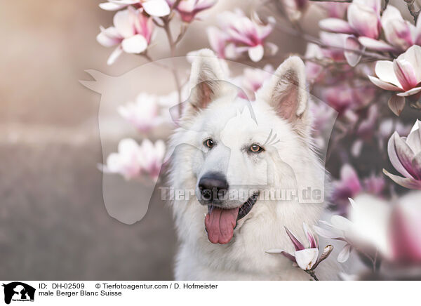 male Berger Blanc Suisse / DH-02509