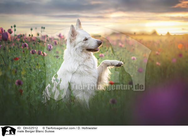 male Berger Blanc Suisse / DH-02512