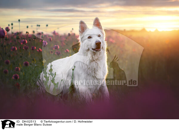 male Berger Blanc Suisse / DH-02513
