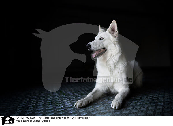 male Berger Blanc Suisse / DH-02520