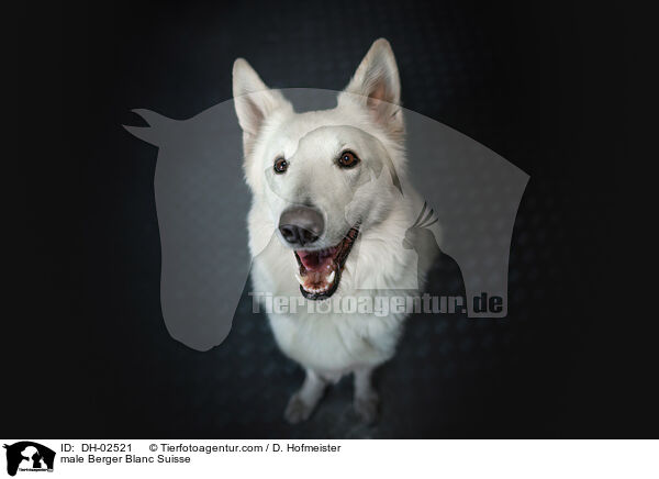 male Berger Blanc Suisse / DH-02521