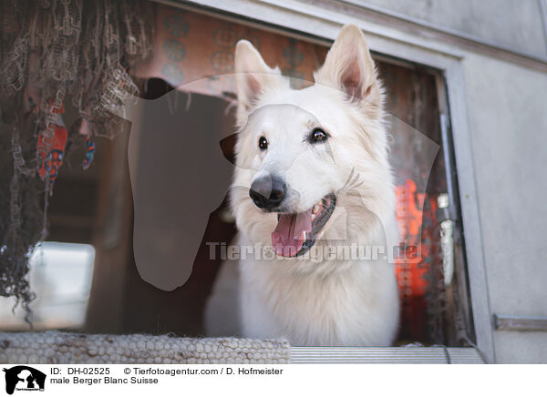 male Berger Blanc Suisse / DH-02525