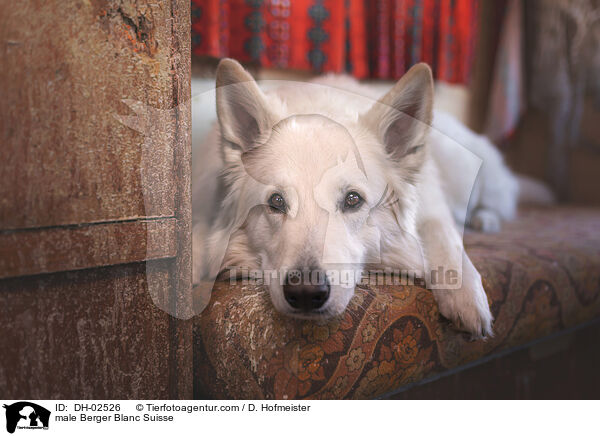 male Berger Blanc Suisse / DH-02526