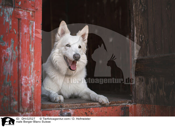 male Berger Blanc Suisse / DH-02527