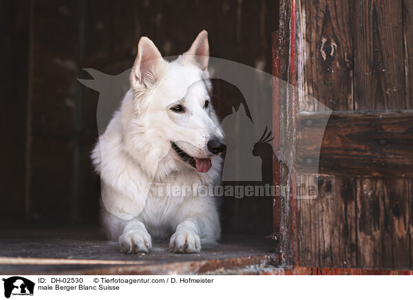 male Berger Blanc Suisse / DH-02530