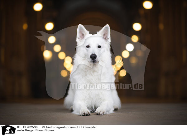 male Berger Blanc Suisse / DH-02536