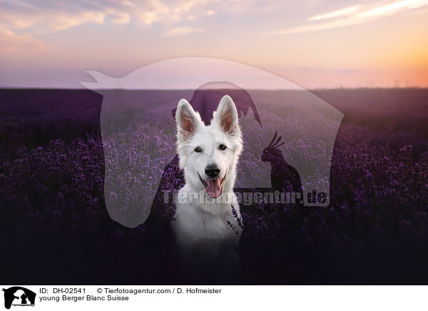 young Berger Blanc Suisse / DH-02541