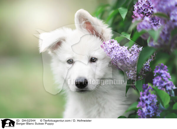 Berger Blanc Suisse Puppy / DH-02544