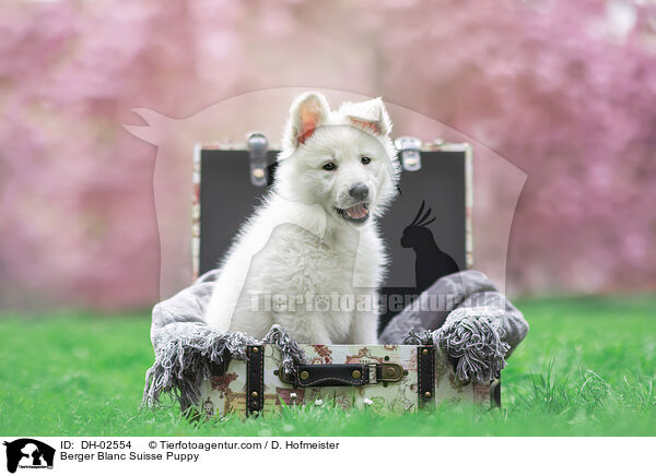 Berger Blanc Suisse Puppy / DH-02554