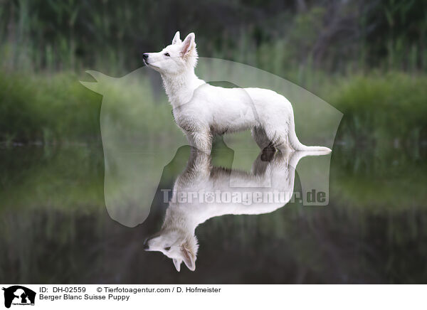 Berger Blanc Suisse Puppy / DH-02559