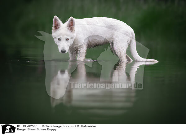 Berger Blanc Suisse Puppy / DH-02560