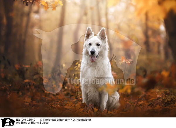 alter Weier Schweizer Schferhund / old Berger Blanc Suisse / DH-02642