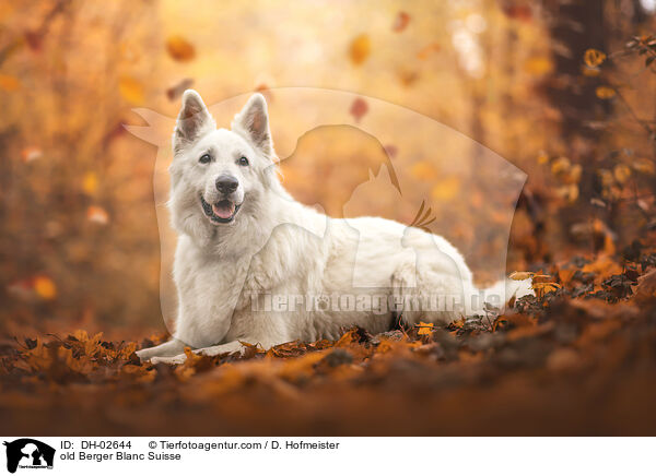 alter Weier Schweizer Schferhund / old Berger Blanc Suisse / DH-02644