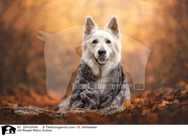 alter Weier Schweizer Schferhund / old Berger Blanc Suisse / DH-02646