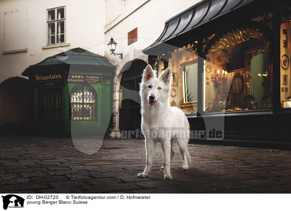 young Berger Blanc Suisse / DH-02720