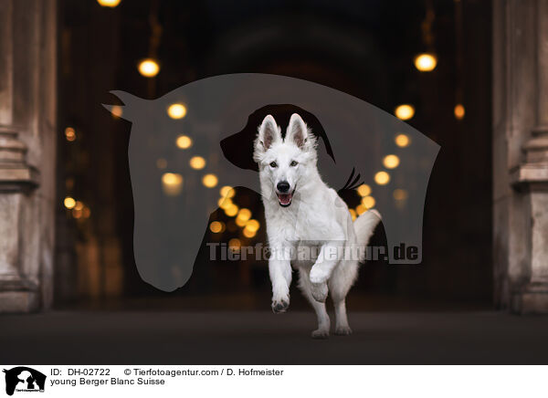 young Berger Blanc Suisse / DH-02722