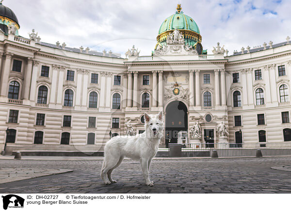 young Berger Blanc Suisse / DH-02727