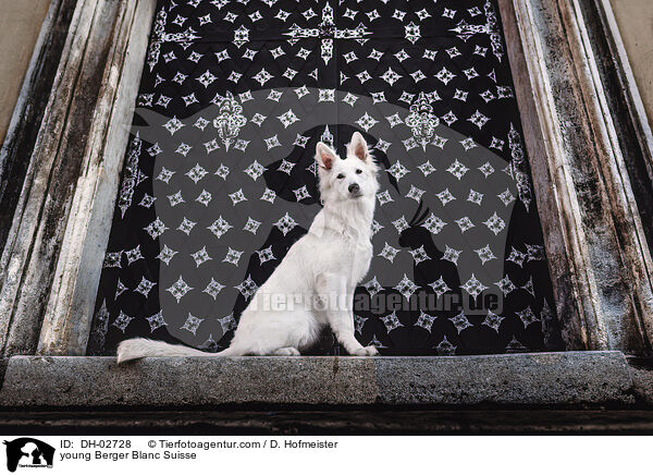 young Berger Blanc Suisse / DH-02728