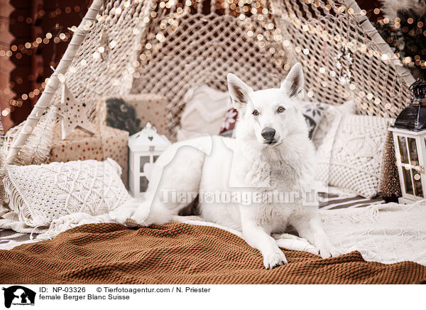 Weier Schweizer SchferhundHndin / female Berger Blanc Suisse / NP-03326