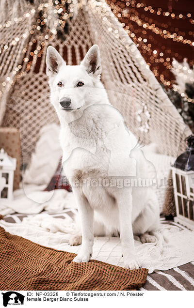 Weier Schweizer SchferhundHndin / female Berger Blanc Suisse / NP-03328