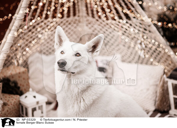 Weier Schweizer SchferhundHndin / female Berger Blanc Suisse / NP-03329