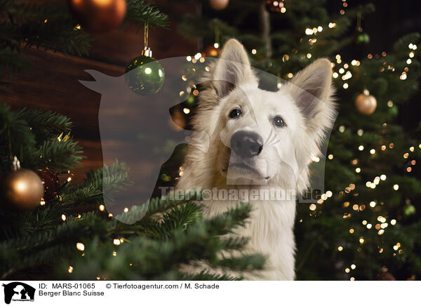 Berger Blanc Suisse / MARS-01065