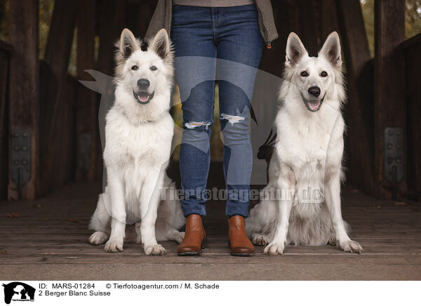 2 Weie Schweizer Schferhunde / 2 Berger Blanc Suisse / MARS-01284