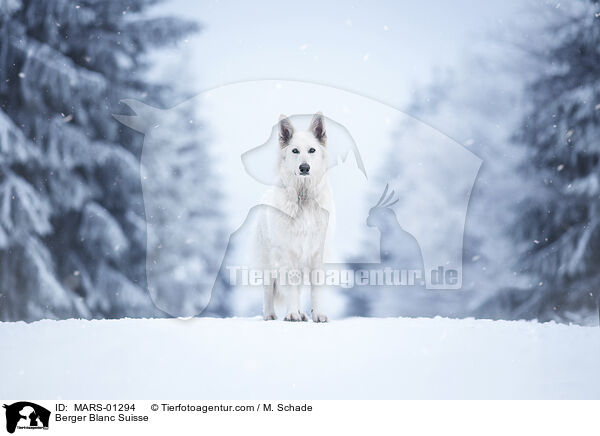 Berger Blanc Suisse / MARS-01294