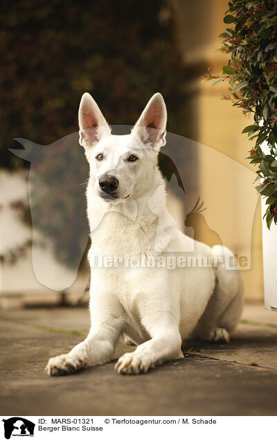 Berger Blanc Suisse / MARS-01321