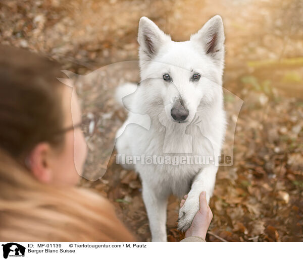 Weier Schweizer Schferhund / Berger Blanc Suisse / MP-01139