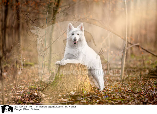 Berger Blanc Suisse / MP-01140
