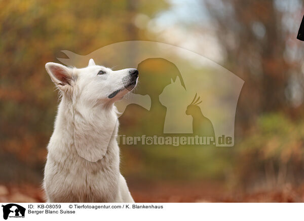 Berger Blanc Suisse / KB-08059