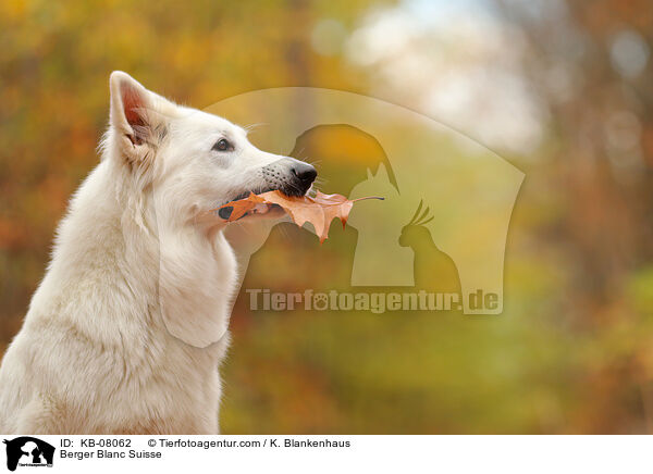 Berger Blanc Suisse / KB-08062