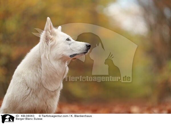 Berger Blanc Suisse / KB-08063