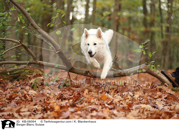 Berger Blanc Suisse / KB-08064