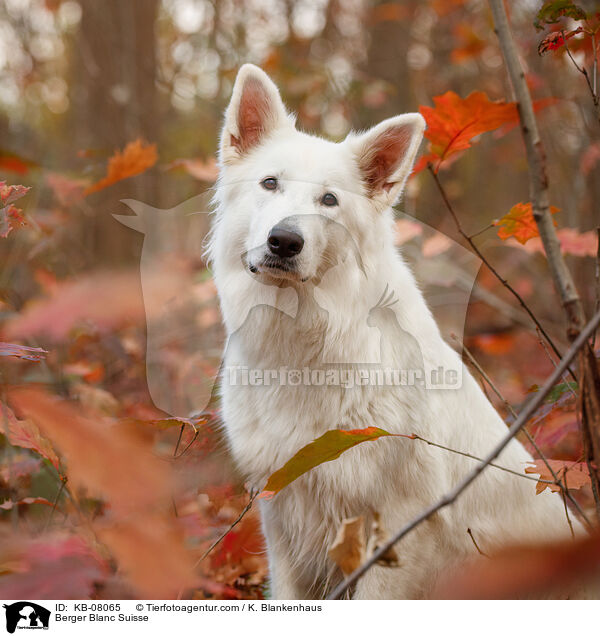 Weier Schweizer Schferhund / Berger Blanc Suisse / KB-08065