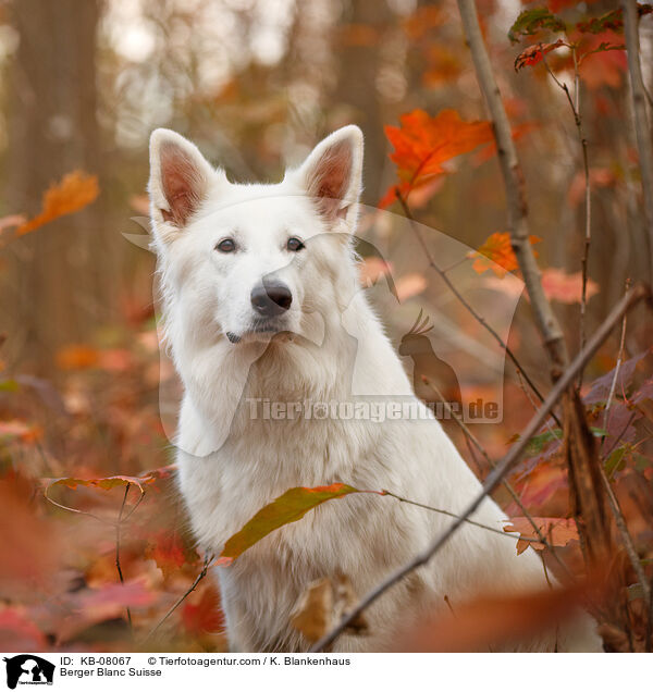 Berger Blanc Suisse / KB-08067