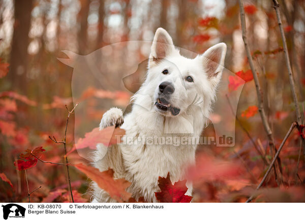 Berger Blanc Suisse / KB-08070