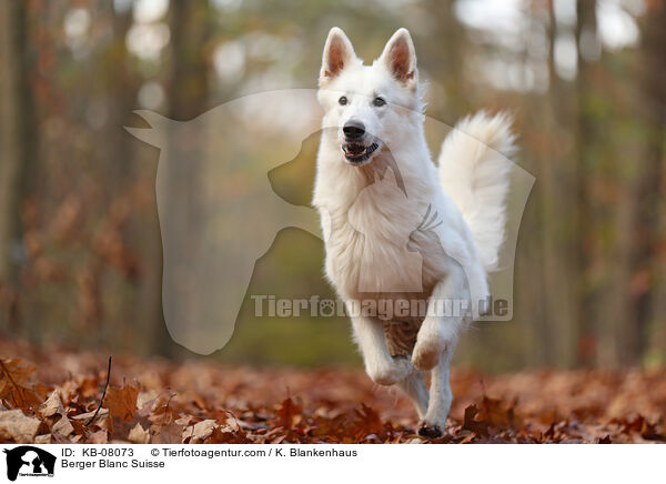 Berger Blanc Suisse / KB-08073