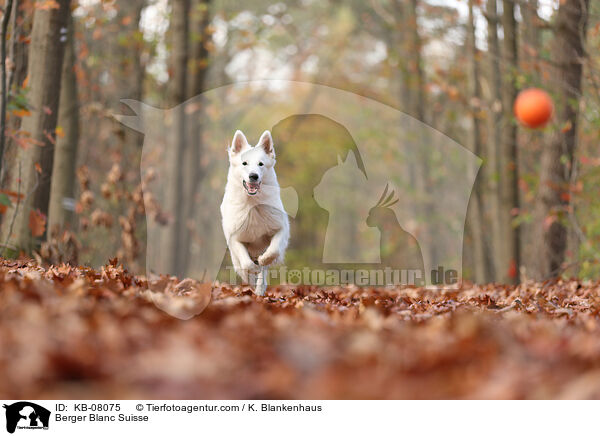 Berger Blanc Suisse / KB-08075