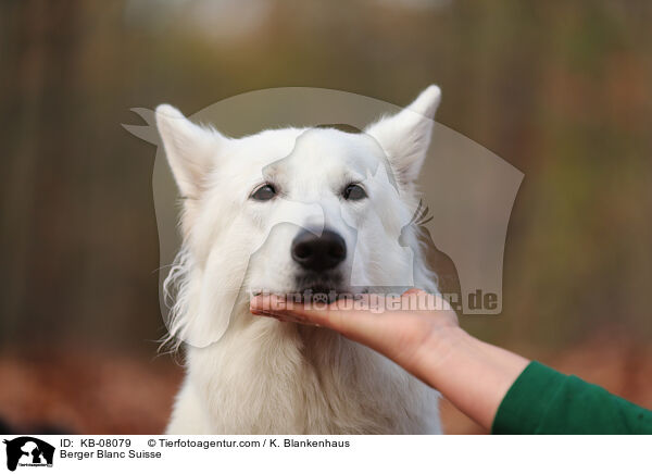 Weier Schweizer Schferhund / Berger Blanc Suisse / KB-08079