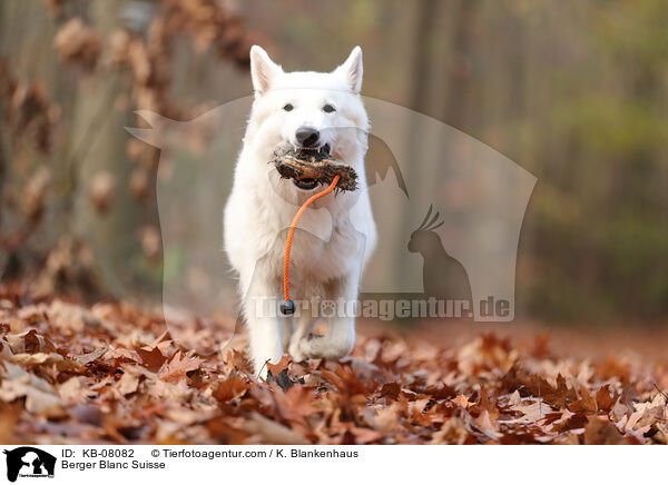 Berger Blanc Suisse / KB-08082