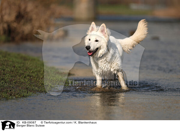 Berger Blanc Suisse / KB-09087